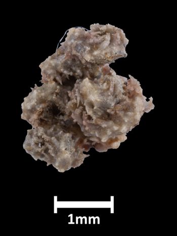 Media type: image;   Invertebrate Zoology OPH-3831 Aspect: ventral
